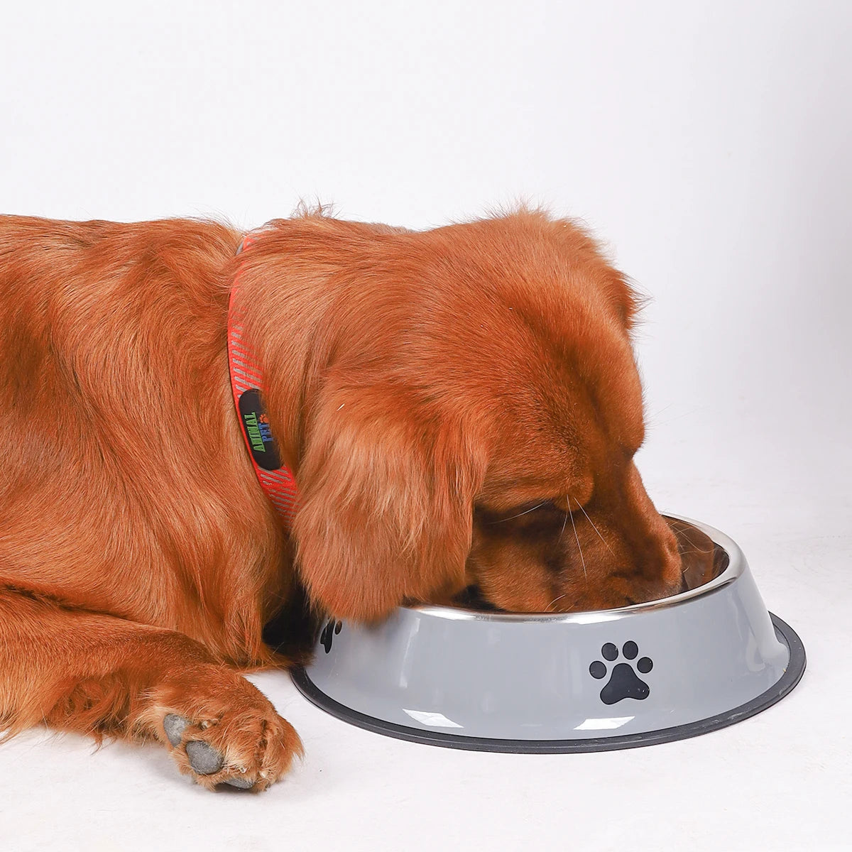 Durable Stainless Steel Pet Bowl β Anti-Fall & Easy to Clean