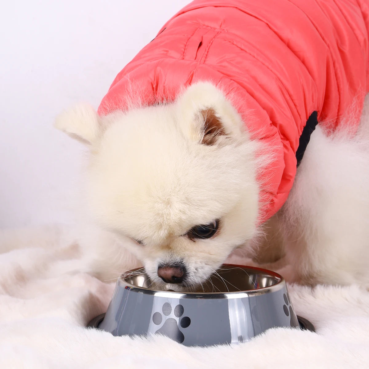 Durable Stainless Steel Pet Bowl β Anti-Fall & Easy to Clean