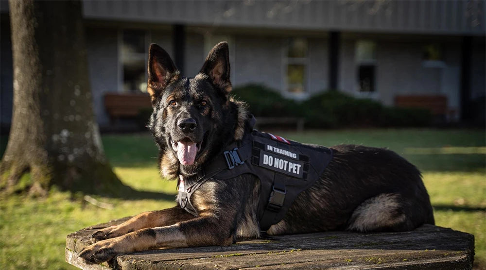 The Perfect Fit for Your German Shepherd or Malinois – Harness Set with Molle Pouches!