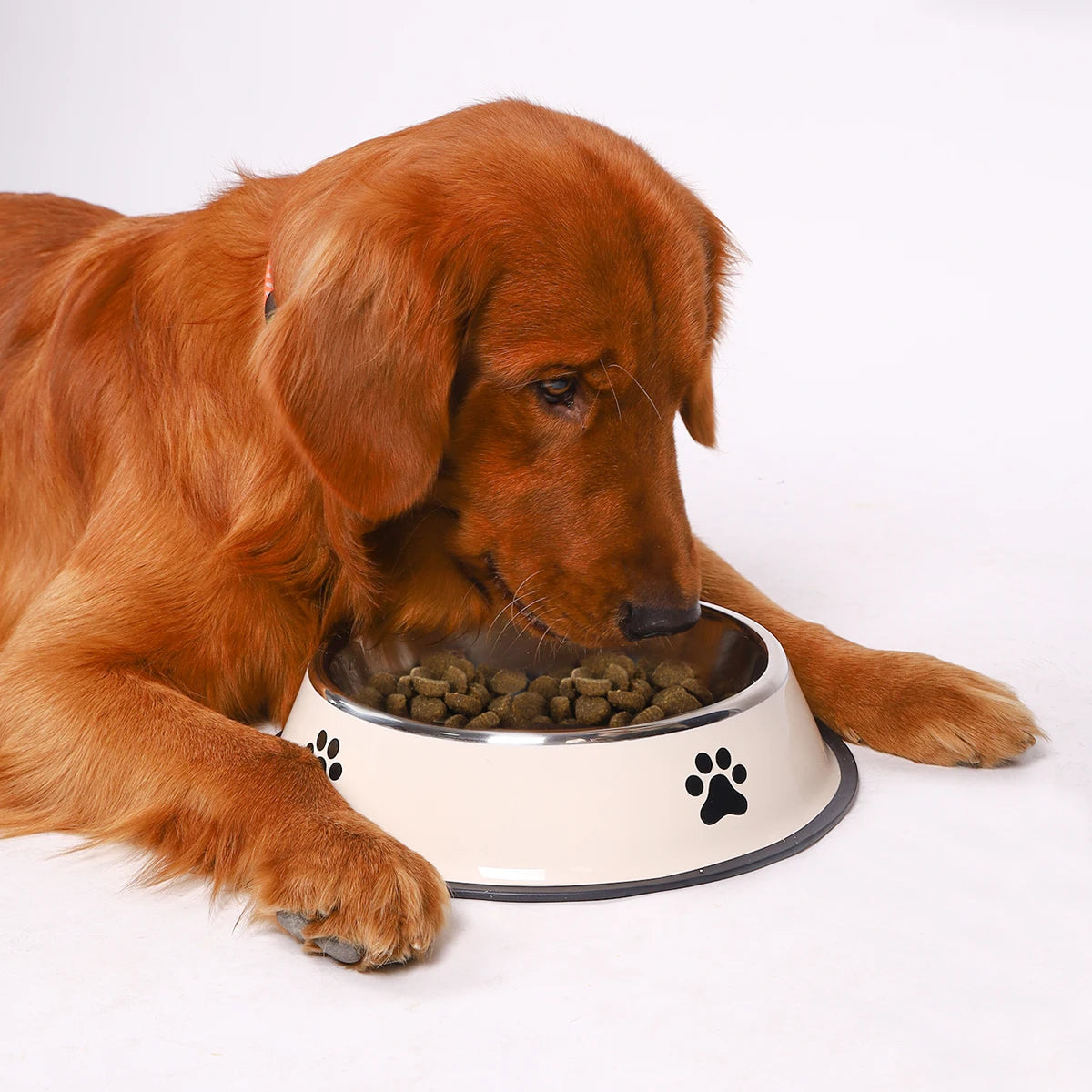 Durable Stainless Steel Pet Bowl β Anti-Fall & Easy to Clean