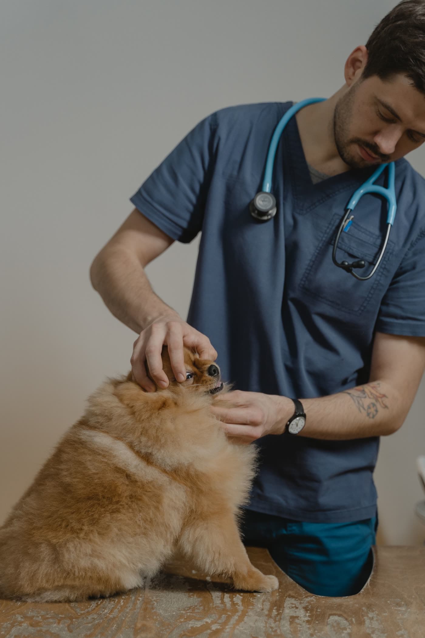 Un veterinario revisa a un perro pequeño