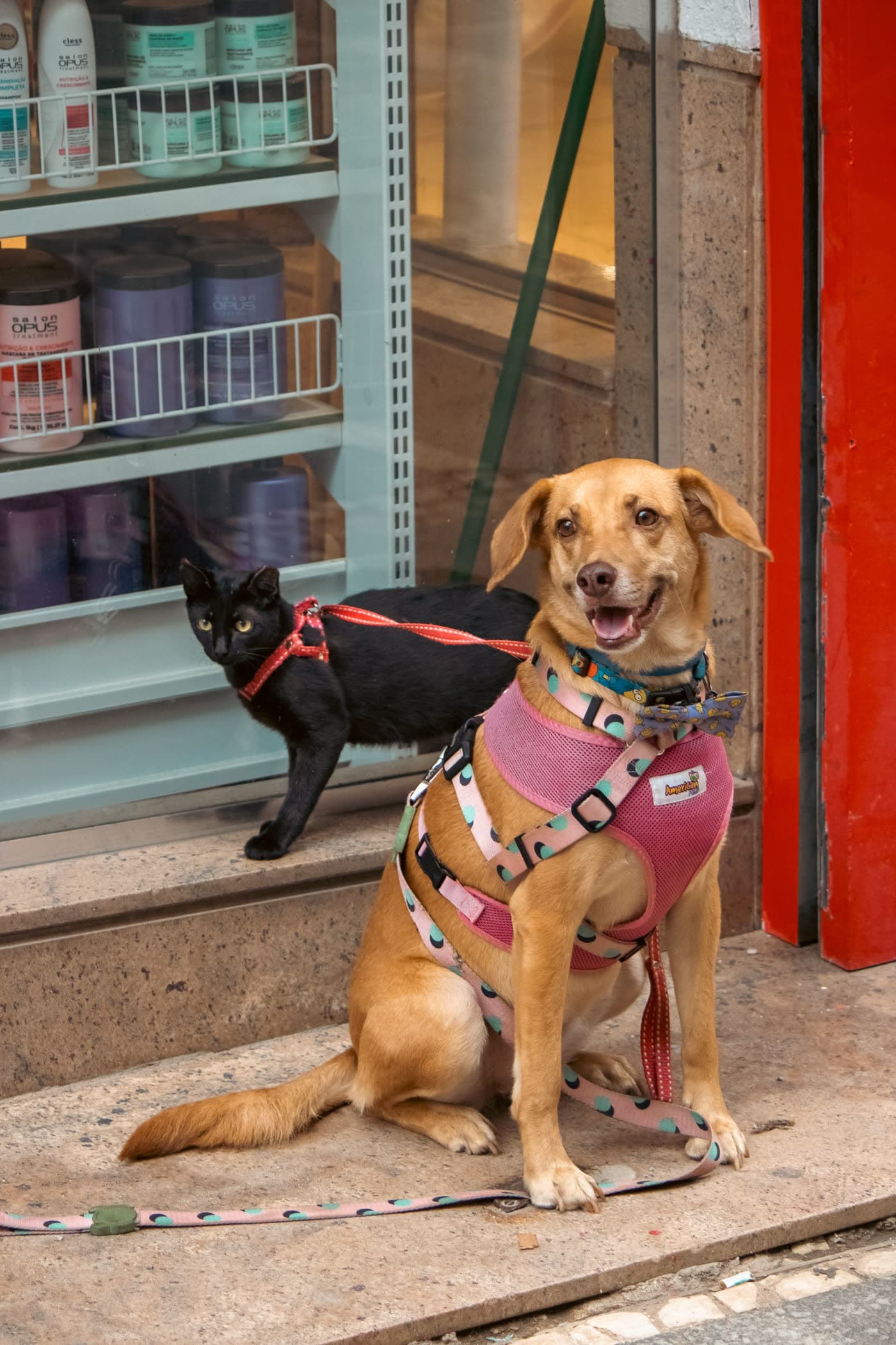 Un perro y un gato en una tienda de mascotas
